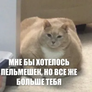 😎 МНЕ БЫ ХОТЕЛОСЬ ПЕЛЬМЕШЕК, НО ВСЕ ЖЕ БОЛЬШЕ ТЕБЯ cat, funny, russian, meme telegram sticker
