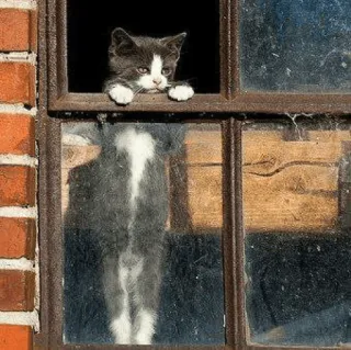 🐈 Katze, Kätzchen, Fenster, Haustier, Tier, häuslich, süß telegram sticker