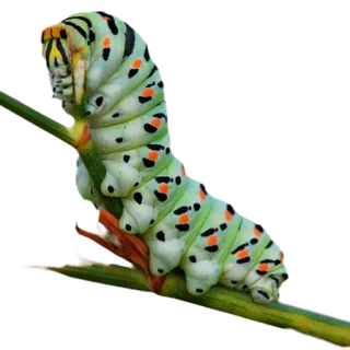 Caterpillar whatsapp stickers