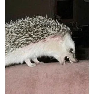 😀 hedgehog, animal, prickly, mammal, wildlife, pet telegram sticker
