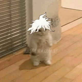 🐈 Nagito Komaeda nagito.ww.com.ar gato, Nagito Komaeda, Danganronpa, meme, engraçado, animal telegram sticker