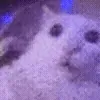 🐱