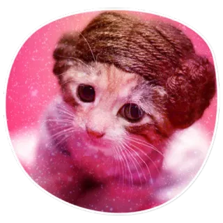 😸 cat, kitten, hat, cute, pet, animal telegram sticker