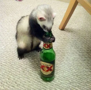 🌟 Frettchen, Tier, Bier, Flasche, Haustier whatsapp sticker