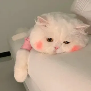 🪐 cat, cute, pet, fluffy, animal, domestic, feline telegram sticker
