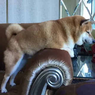 🏷 chó, shiba inu, thú cưng, động vật, ghế sofa, nội thất telegram sticker