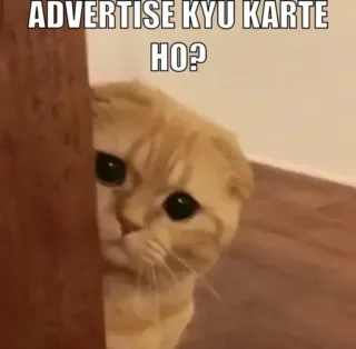👀 ADVERTISE KYU KARTE HO? gato, meme, lindo, animal, mirando, hindi telegram sticker
