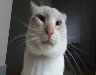 😕 chat, animal, animal de compagnie, chat blanc, yeux bleus, chat domestique telegram sticker