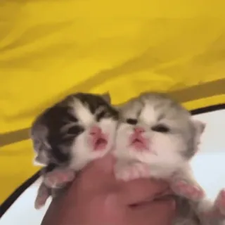 ❤️ gatinhos, gatos, animais, fofo, animais de estimação whatsapp sticker