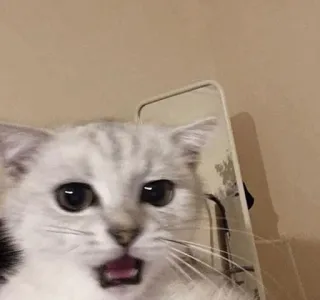 🍫 chat, choqué, surpris, mème, animal, animal de compagnie, drôle, mignon whatsapp sticker
