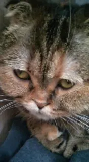 🗿 gato, animal de estimação, animal, felino, gato doméstico telegram sticker