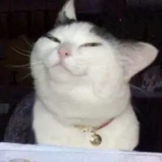 😂 gatto, carino, animale, animale domestico, gattino telegram sticker