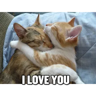 🤗 I LOVE YOU gatos, amor, animales, abrazo, cariño telegram sticker