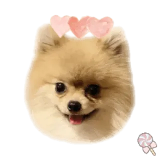 🐶 собака, шпиц, милый, сердечки telegram sticker