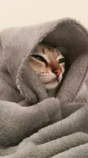 🥱 gatto, coperta, animale domestico, animale, carino, assonnato, domestico telegram sticker