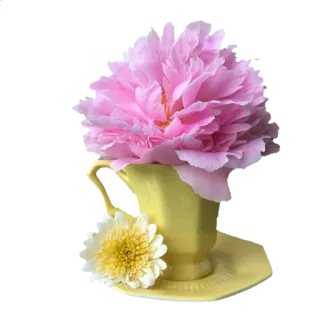 🍵 Blume, Pfingstrose, Teetasse, Gänseblümchen, Blumenmuster, Vintage, Ästhetisch telegram sticker