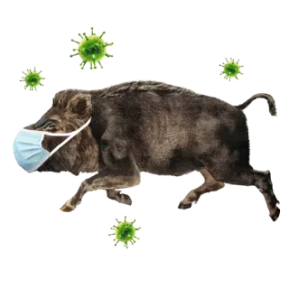 🤢 animal, jabalí, salvaje, cerdo, máscara, virus telegram sticker