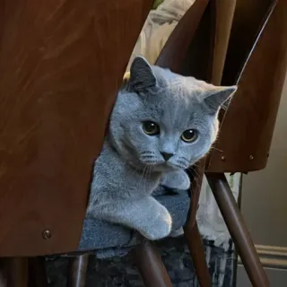🐈‍⬛ kucing, kucing abu-abu, british shorthair, hewan, peliharaan, imut, kursi telegram sticker
