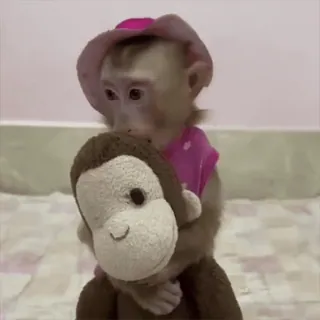 🤣 macaco, animal, bicho de pelúcia, chapéu, fofo, brinquedo whatsapp sticker