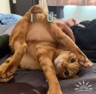 ❤️ I U cat, pet, orange, funny, cute telegram sticker