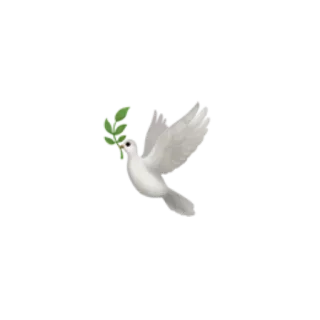 🕊 dove, peace, bird, olive branch, white telegram sticker