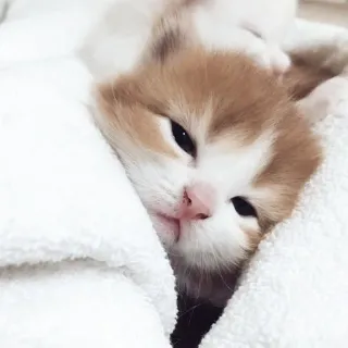 🖇 gato, gatito, animal, mascota, lindo, gato atigrado naranja, dormilón whatsapp sticker
