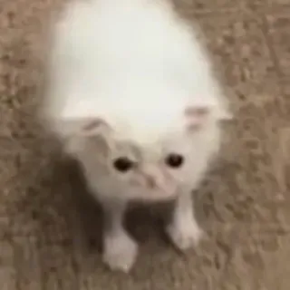 😂 猫, 子猫, 白, 動物, ペット, かわいい whatsapp sticker