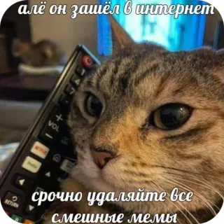 🐱 алё он зашёл в интернет срочно удаляйте все смешные мемы telegram sticker