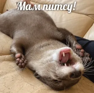 🍕 Мам питсу! otter, animal, cute, russian, meme telegram sticker
