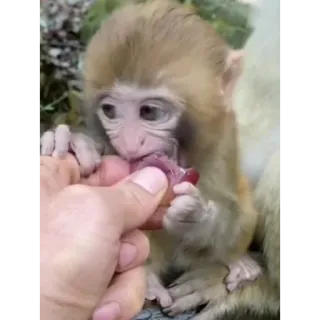 😋 aap, dier, schattig, natuur, wilde dieren, primaat, apenbaby whatsapp sticker