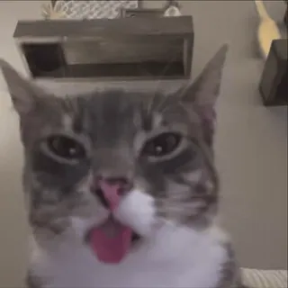 😱 gato, animal, animal de estimação, língua, fofo whatsapp sticker