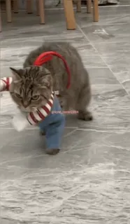 🔪 chat, animal, animal de compagnie, mignon, costume, chaton whatsapp sticker
