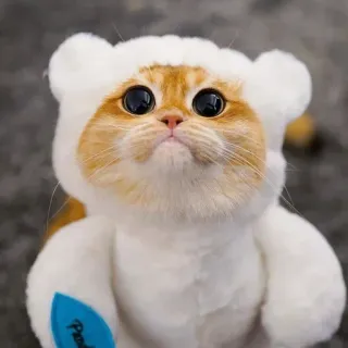 🐈 고양이, 귀여운, 동물, 애완동물, 새끼 고양이, 곰 코스튬 telegram sticker