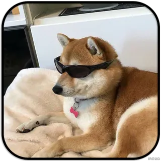 😎 dog, sunglasses, cool, shiba inu, pet, animal telegram sticker