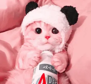 🍧 小娃哈哈 cat, kitten, panda hat, cute, animal, milk telegram sticker