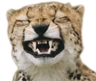 😁 cheetah, animal, wildcat, wildlife, feline, big cat, predator whatsapp sticker