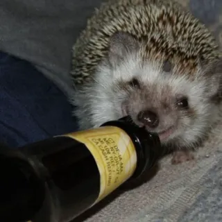 🦔 CT-DE-IAMA
AME NY-OF-VE
CA CASH RESU riccio, bottiglia, alcol, carino, animale, animale domestico whatsapp sticker