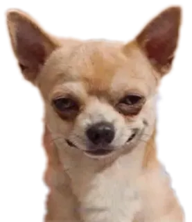 ANIMALOL telegram stickers