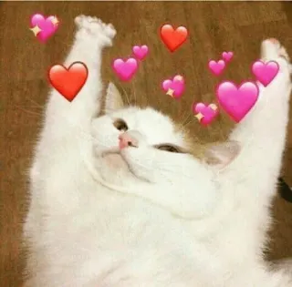 😍 고양이, 하트, 귀여운, 사랑, 애완동물, 동물, 새끼 고양이 telegram sticker