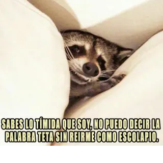 😅 SABES LO TÍMIDA QUE SOY, NO PUEDO DECIR LA
PALABRA TETA SIN REIRME COMO ESCOLAPIO. rakun, binatang, lucu, meme, humor whatsapp sticker