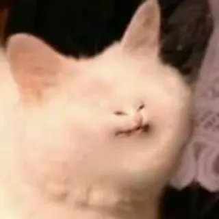 😀 Katze, weiße Katze, lustige Katze, Tier, Haustier telegram sticker