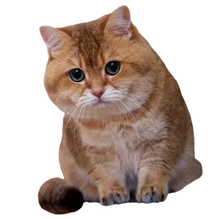 😯 cat, animal, cute, pet, kitten, domestic cat telegram sticker