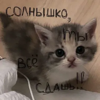 😊 СОЛНЫШКО, ТЫ ВСЁ СЛАДШЕ !! 子猫, 猫, 可愛い, 太陽, 愛らしい telegram sticker