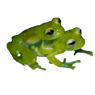 🐸 カエル, 動物, 野生動物, 緑, 透明, ガラスガエル telegram sticker