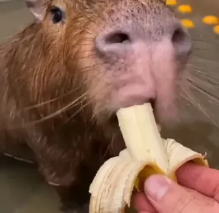 🍌 capybara, banane, animal, manger, mignon, mammifère whatsapp sticker