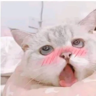 🥵 cat, cute, meme, funny, animal, blush telegram sticker