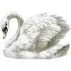 🦢