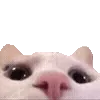 🐱