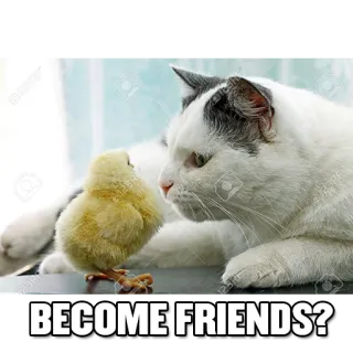 😇 BECOME FRIENDS? gato, gatito, pollito, animal, lindo, amigos telegram sticker