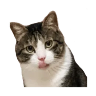 ⚪️ gato, mascota, animal, lamiendo, lindo, atigrado whatsapp sticker